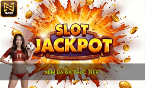 Xem đá gà trực tiếp hôm nay