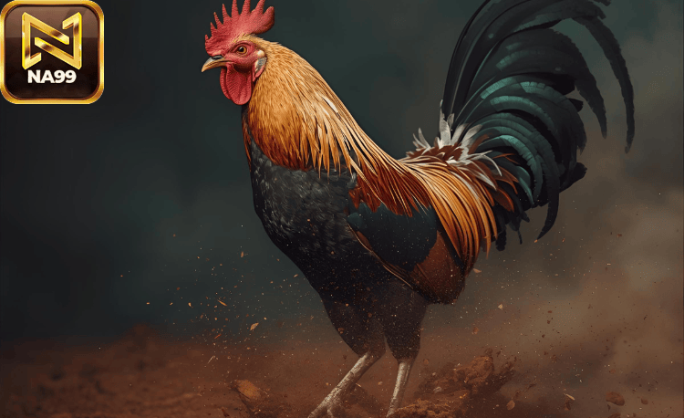 Top 3 nền tảng xem đá gà trực tiếp full HD 2026 2 Xem đá gà trực tiếp